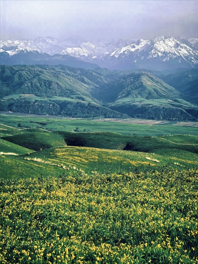 Yellow wildflowers leading toward the snow-capped mountains of Yili